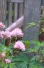 Thalictrum aquilegifolium, habit