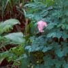 Thalictrum aquilegifolium, habit