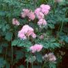 Thalictrum aquilegifolium, habit