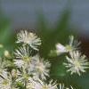 Thalictrum aquilegifolium, flowers