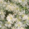 Thalictrum aquilegifolium, flowers