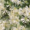 Thalictrum aquilegifolium, flowers