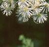 Thalictrum aquilegifolium, flowers