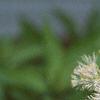 Thalictrum aquilegifolium, flowers