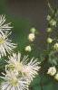 Thalictrum aquilegifolium, flowers