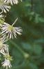 Thalictrum aquilegifolium, flowers