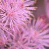 Thalictrum aquilegifolium, flowers