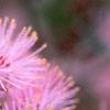 Thalictrum aquilegifolium, flowers