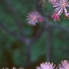 Thalictrum aquilegifolium, flowers