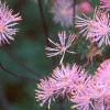 Thalictrum aquilegifolium, flowers