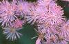 Thalictrum aquilegifolium, flowers