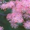 Thalictrum aquilegifolium, flowers
