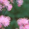 Thalictrum aquilegifolium, flowers