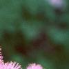 Thalictrum aquilegifolium, flowers