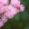 Thalictrum aquilegifolium, flowers