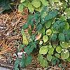 Thalictrum ichangense, habit