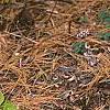 Thalictrum ichangense, habit