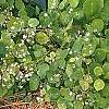 Thalictrum ichangense, habit