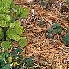Thalictrum ichangense, habit