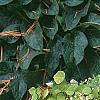 Thalictrum ichangense, habit