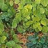 Thalictrum ichangense, habit
