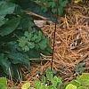 Thalictrum ichangense, habit