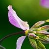 Thalictrum rochebrunianum, flowers