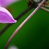 Thalictrum rochebrunianum, flowers