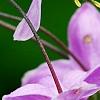 Thalictrum rochebrunianum, flowers