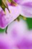 Thalictrum rochebrunianum, flowers
