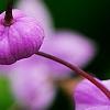 Thalictrum rochebrunianum, flowers