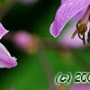 Thalictrum rochebrunianum, flowers