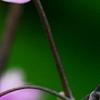 Thalictrum rochebrunianum, flowers