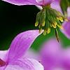 Thalictrum rochebrunianum, flowers