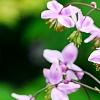 Thalictrum rochebrunianum, flowers