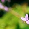 Thalictrum rochebrunianum, flowers