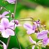 Thalictrum rochebrunianum, flowers