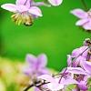 Thalictrum rochebrunianum, flowers