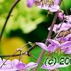 Thalictrum rochebrunianum, flowers