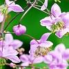 Thalictrum rochebrunianum, flowers