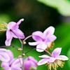 Thalictrum rochebrunianum, flowers