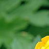 Trollius chinensis 'Golden Queen', flowers