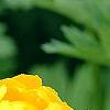 Trollius chinensis 'Golden Queen', flowers