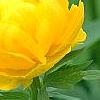 Trollius chinensis 'Golden Queen', flowers