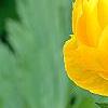 Trollius chinensis 'Golden Queen', flowers
