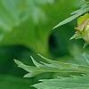 Trollius chinensis 'Golden Queen', flowers