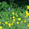 Trollius x cultorum 'Orange Globe', habit