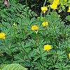 Trollius x cultorum 'Orange Globe', habit