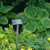 Trollius x cultorum 'Orange Globe', habit