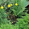 Trollius x cultorum 'Orange Globe', habit